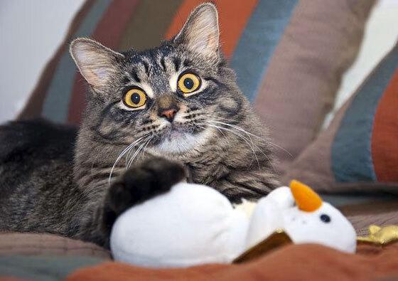 熊猫体育官方试玩-意甲：热那亚0-2败给都灵，状态欠佳引发关注，热纳亚对都灵