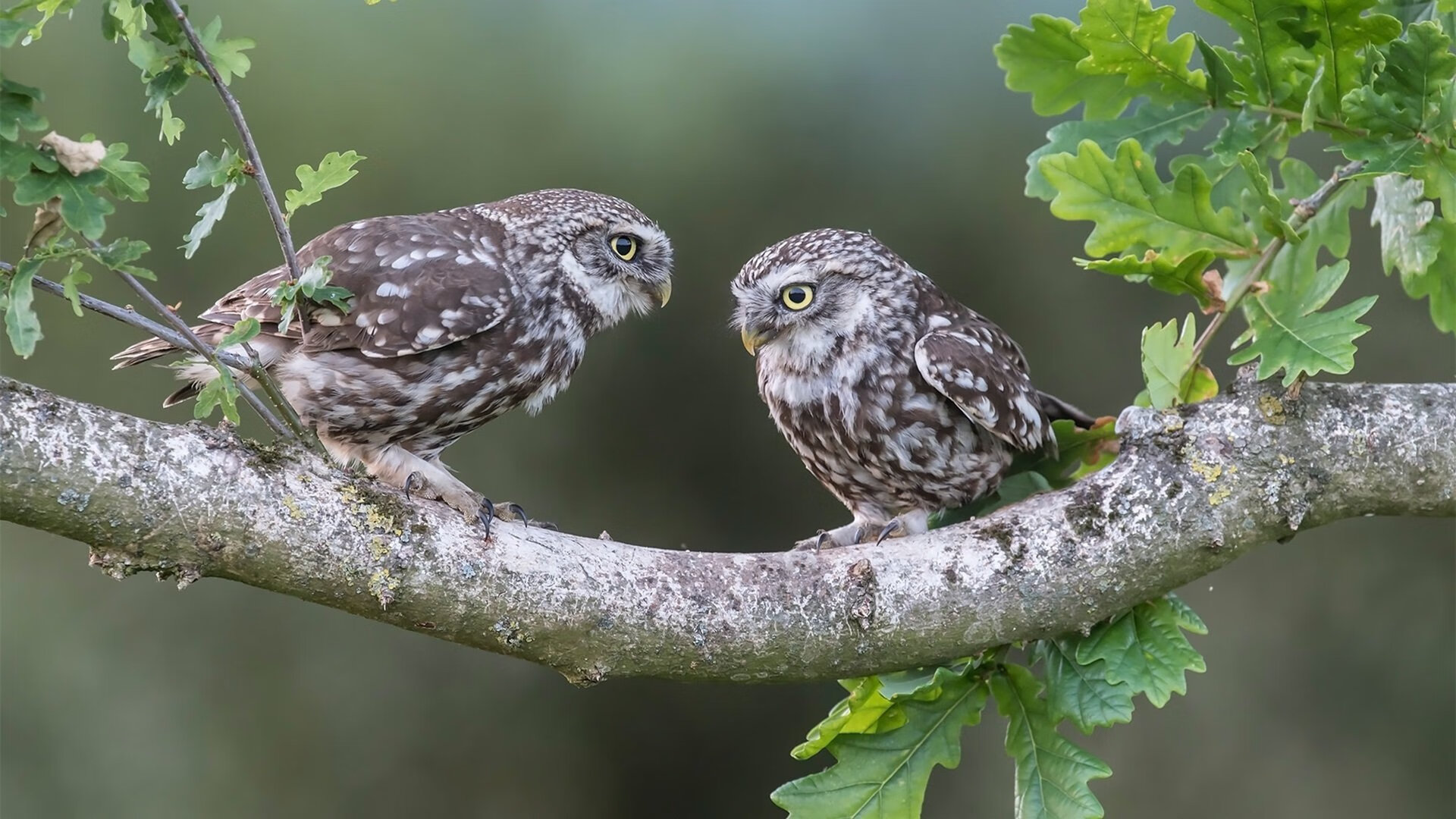 熊猫体育官网-篮球运动装备品牌持续推出创新产品，篮球运动器材