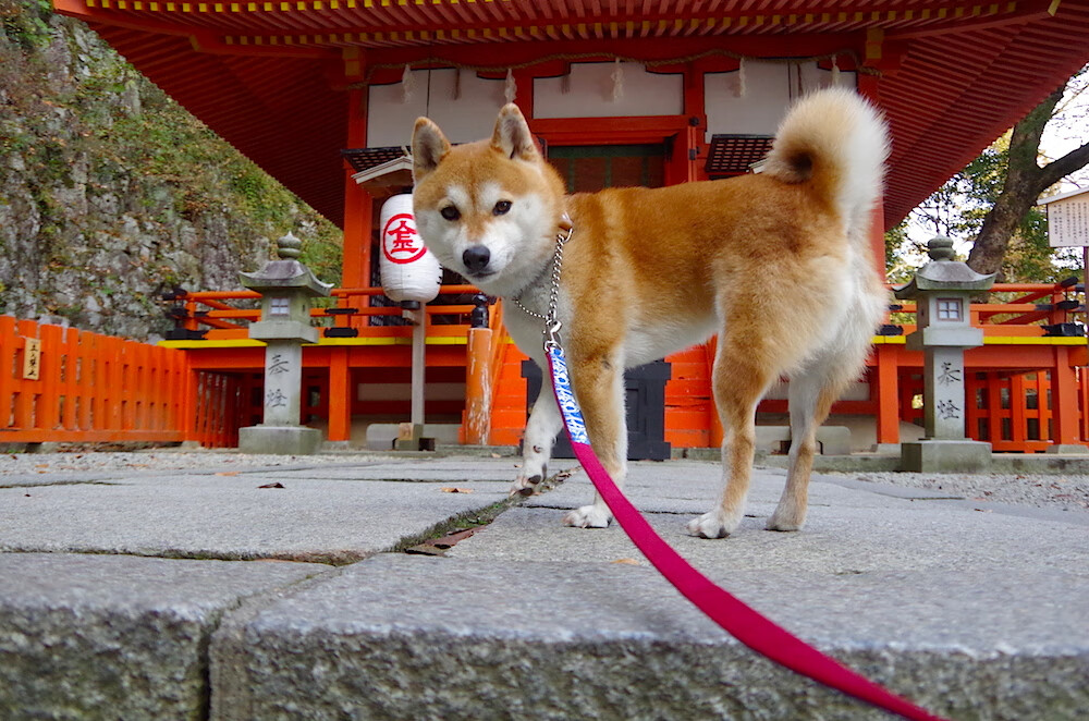 熊猫体育在线-RNG选手转会市场动态，rng转会期闹出大乌龙