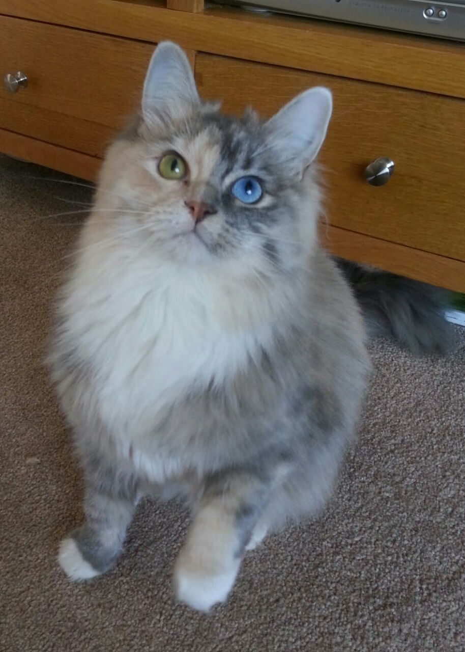 熊猫TV-斯托克城主场对阵德比郡，焦点之战谁能笑到最后，斯托克城对哈德斯菲尔德的比分预测