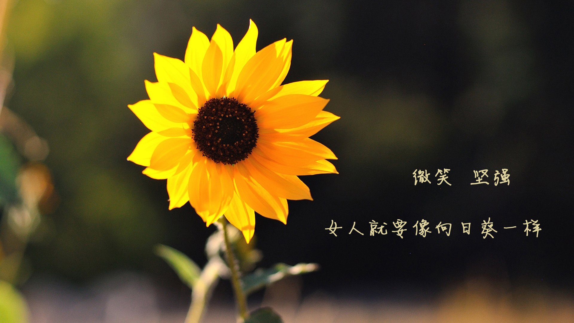 中国篮球俱乐部市场推广案例分析,篮球俱乐部市场调研报告