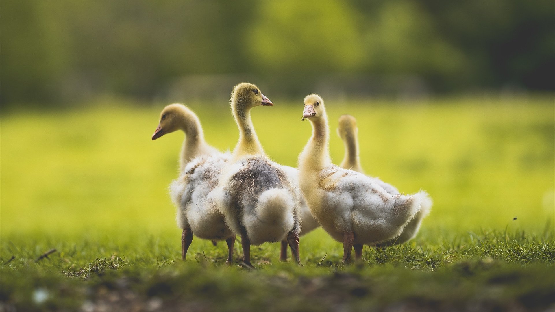 体育赛事市场发展趋势分析与对策,体育赛事市场发展趋势分析与对策论文